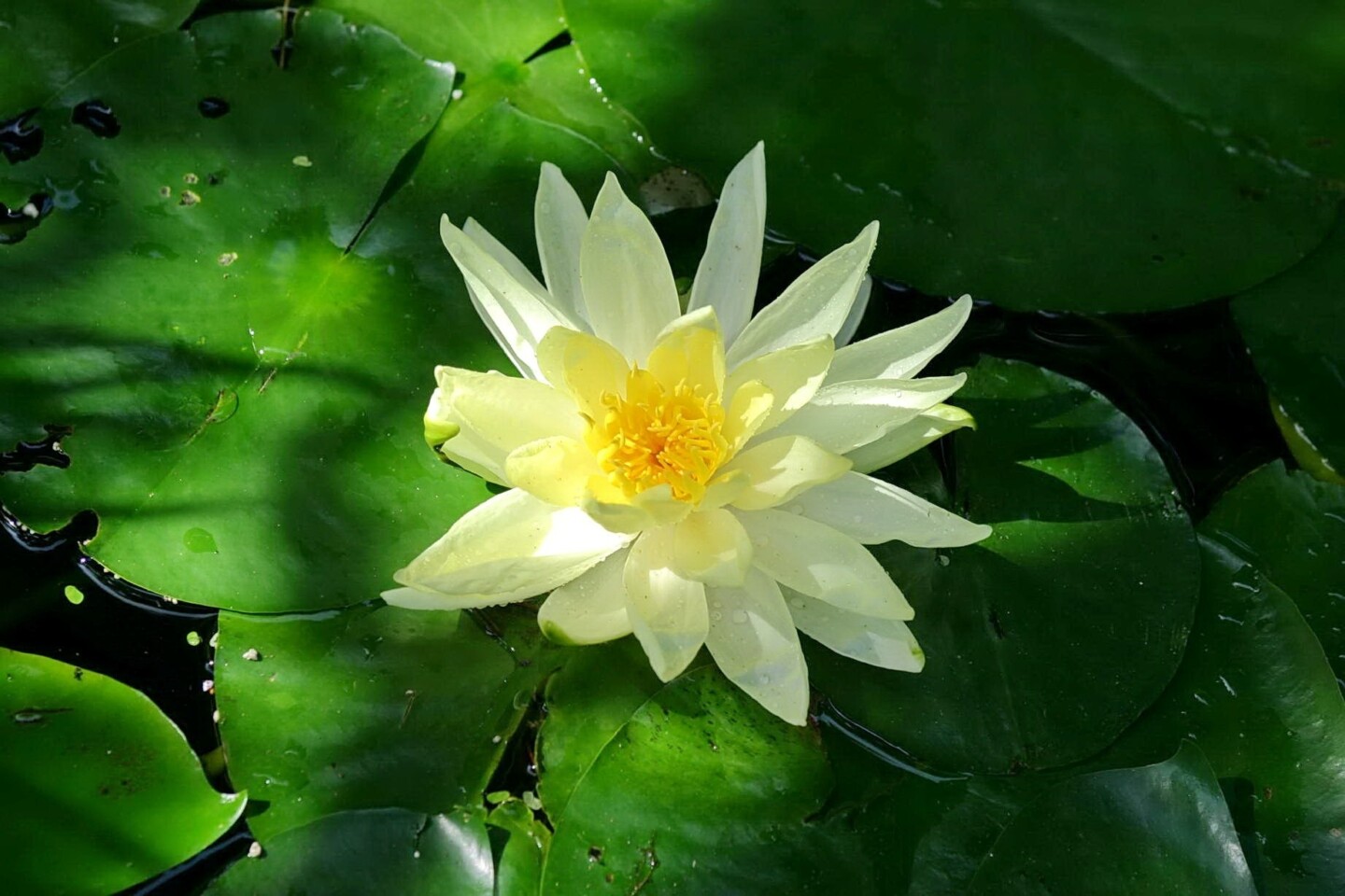 What is peace lotus flower