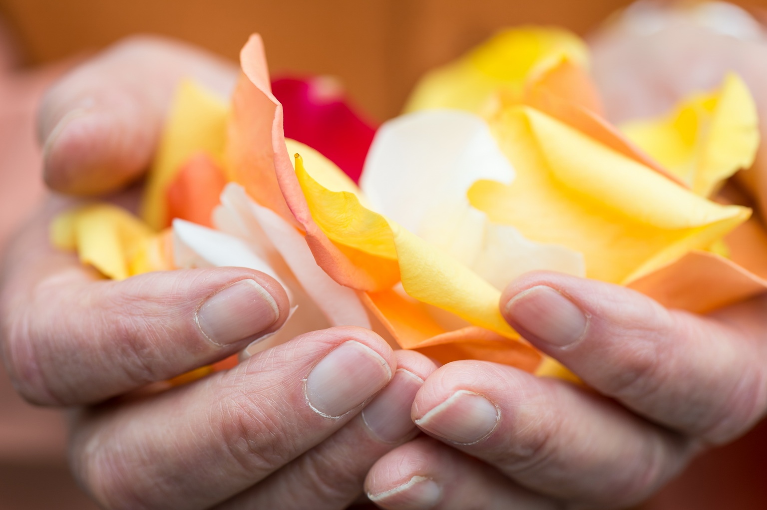 Blog Header Hands Petals