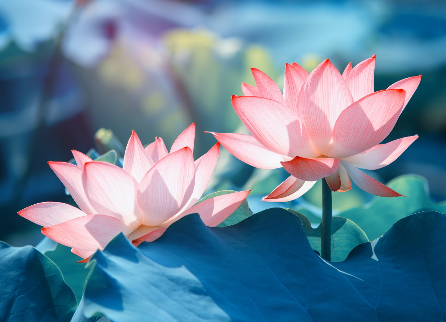 Lotus Attune With the Guru blog