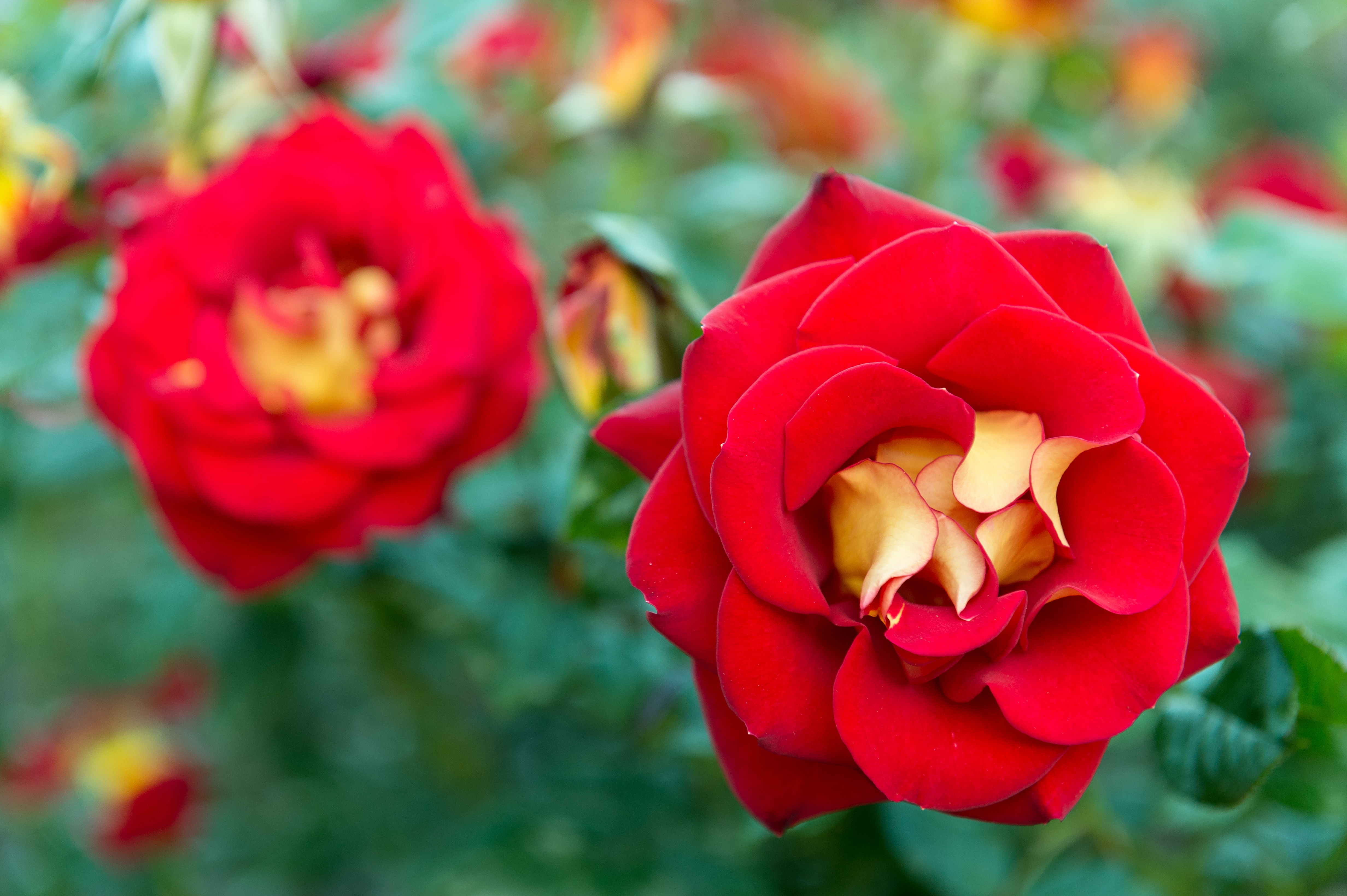 Py What Others Have Said Copy Of Copy Of Copy Of 3238