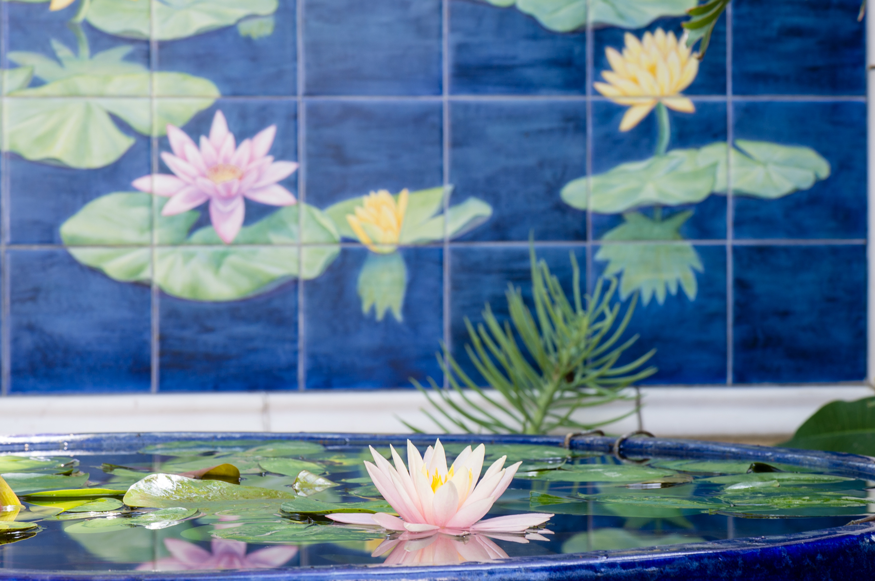 Water Lily at Hollywood Temple