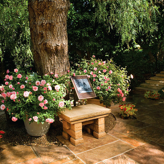 The Temple of Leaves January 2025 Newsletter blog