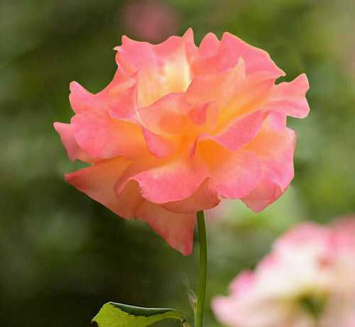 2025 Monastic Retreat SQ